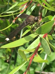 Comptosia heliophila