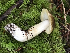 Tricholoma sejunctum