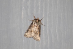 Ceranemota improvisa