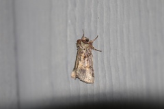 Ceranemota improvisa