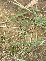 Panicum decompositum