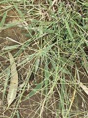 Panicum decompositum