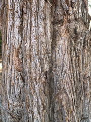 Sequoiadendron