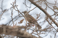 Hypsipetes amaurotis