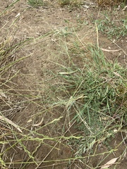 Panicum decompositum