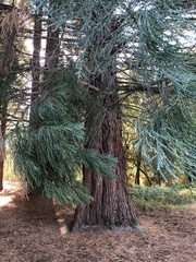 Sequoiadendron