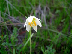 Fritillaria liliacea