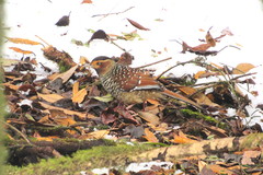 Ianthocincla ocellata