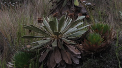 Espeletia rabanalensis