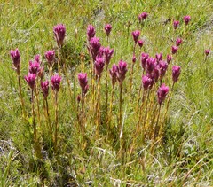Castilleja lemmonii