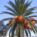 Canary Island Palm - Photo (c) Madeira Walking, some rights reserved (CC BY-NC-ND)