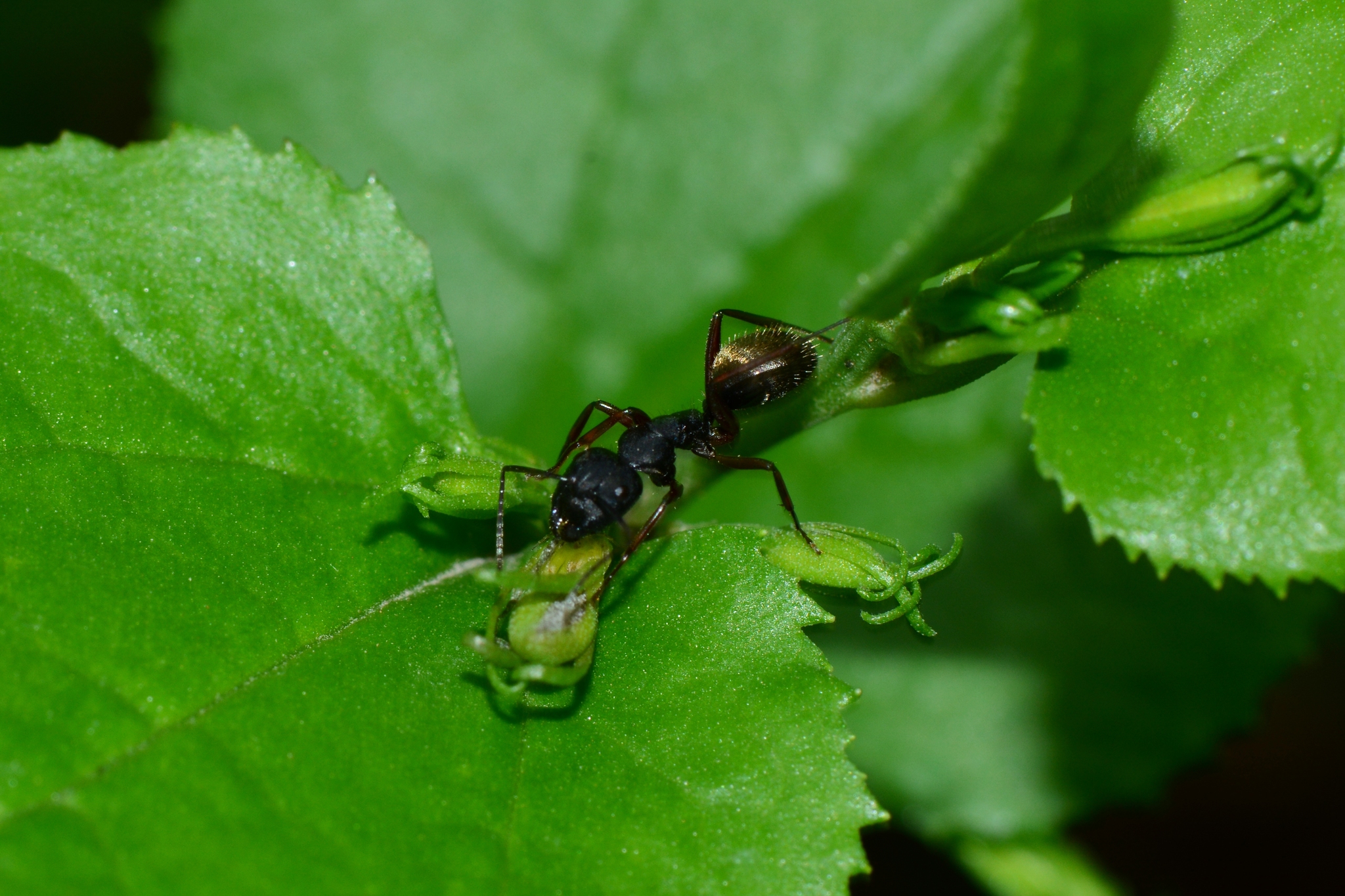 Camponotus oxleyi