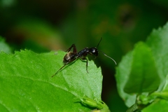 Camponotus oxleyi