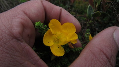 Hypericum goyanesii
