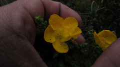 Hypericum goyanesii