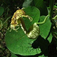 Aristolochia fimbriata