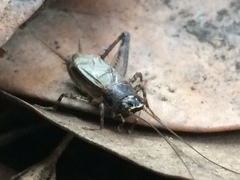 Loxoblemmus arietulus