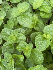 Pilea nummulariifolia