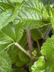 Pilea nummulariifolia