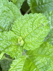 Pilea nummulariifolia
