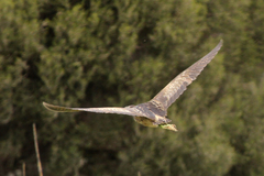 Botaurus poiciloptilus