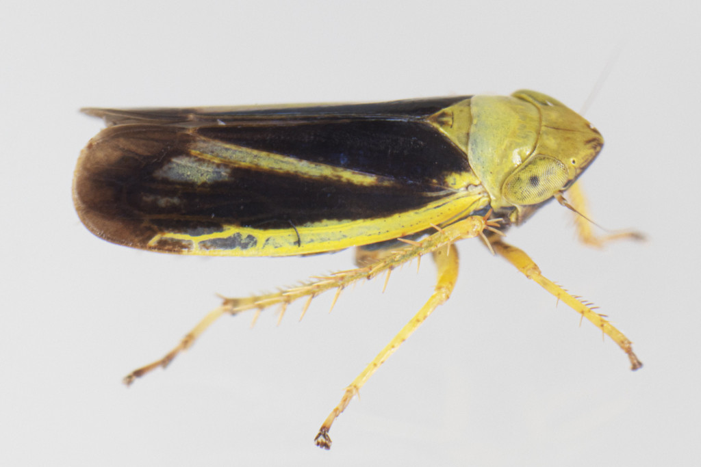 Sorhoanus