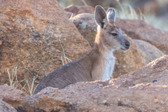 Osphranter robustus erubescens