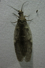 Chauliodes