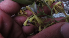 Epidendrum erosum