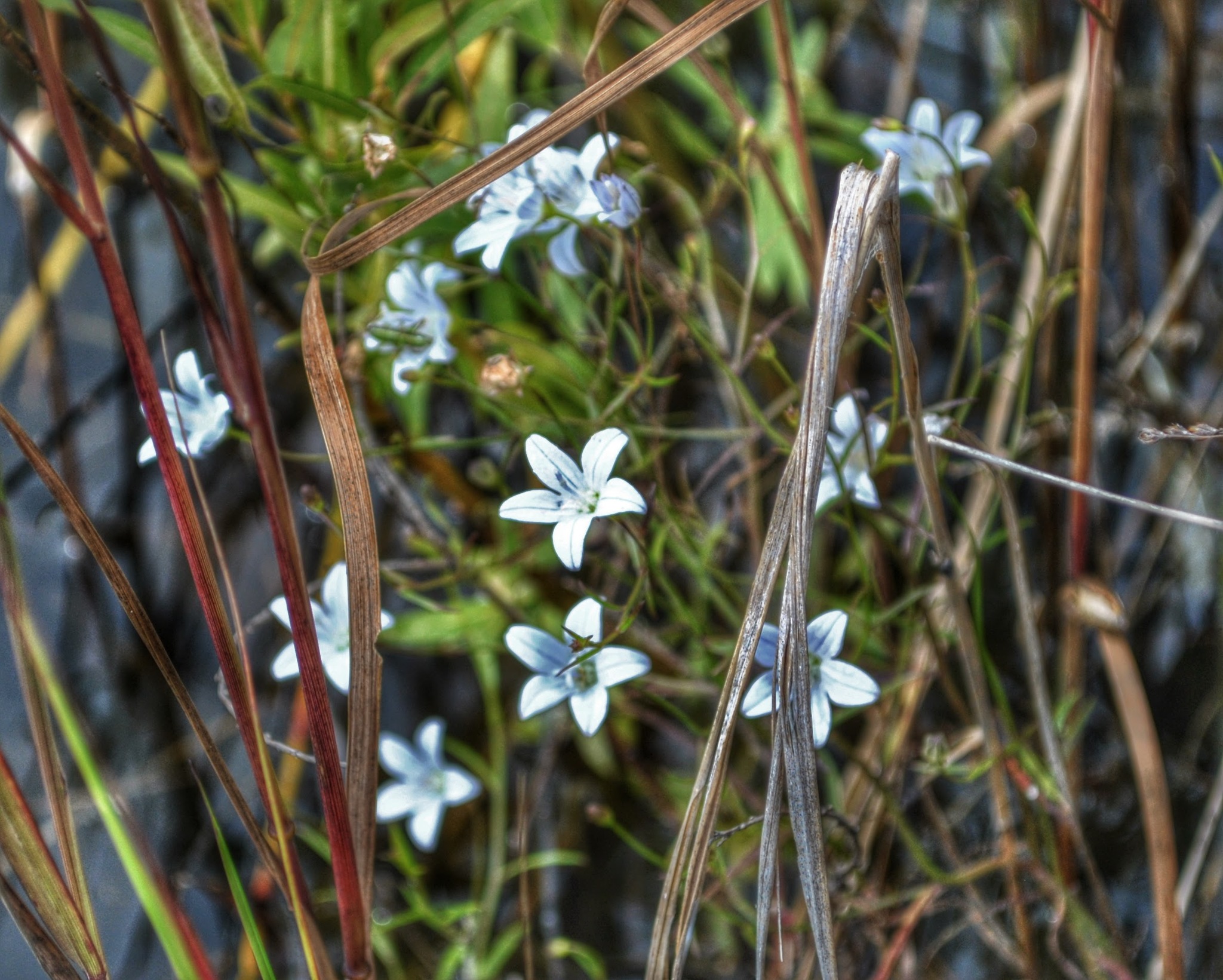 Campanula aparinoides