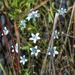 Campanula aparinoides - Photo 由 Aaron Carlson 所上傳的 (c) Aaron Carlson，保留部份權利CC BY