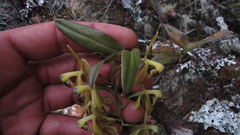 Epidendrum erosum