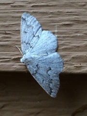 Sabulodes packardata