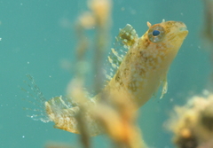 Petroscirtes variabilis