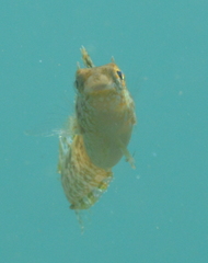 Petroscirtes variabilis