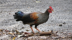 Gallus sonneratii