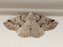 Sabulodes packardata