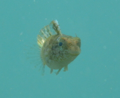 Petroscirtes variabilis