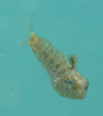 Petroscirtes variabilis