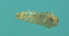 Petroscirtes variabilis
