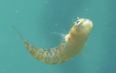 Petroscirtes variabilis