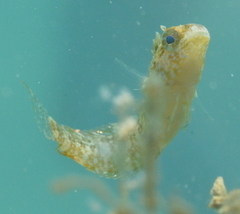 Petroscirtes variabilis