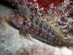 Gobioclinus filamentosus