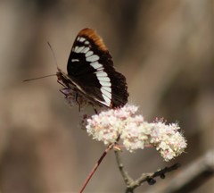 Limenitis lorquini powelli