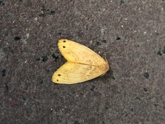 Arna pseudoconspersa