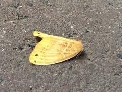 Arna pseudoconspersa