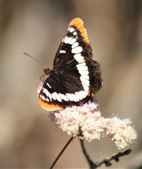 Limenitis lorquini powelli