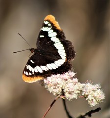 Limenitis lorquini powelli