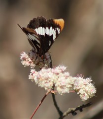 Limenitis lorquini powelli