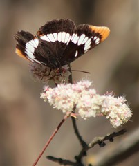 Limenitis lorquini powelli